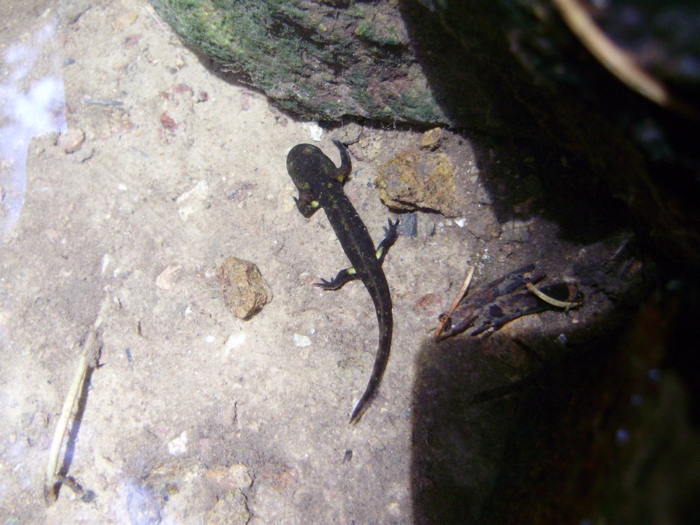 Tipologie di habitat dell''ululone nella collina atesina